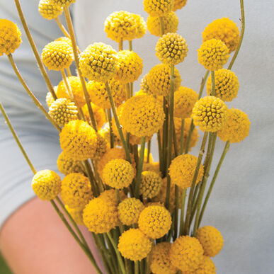Sun Ball Craspedia Seed