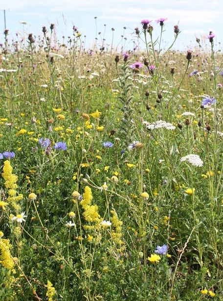 Dual Purpose Wildflower Seeds LWXP