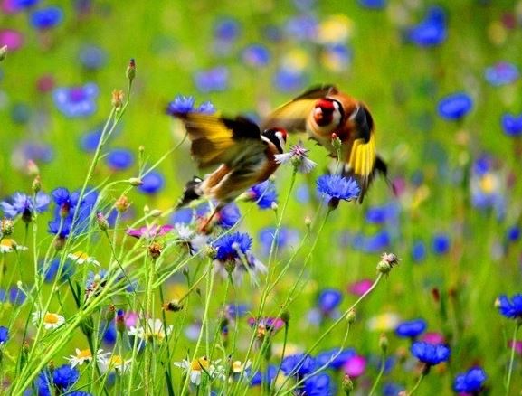 Wild Bird Wildflower Seeds LW14P 100%