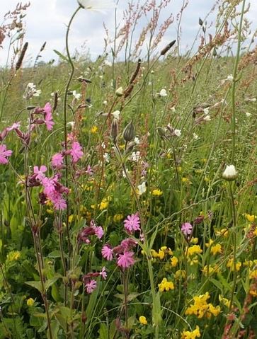 Restore and Enrich Wildflower Seeds LWRE
