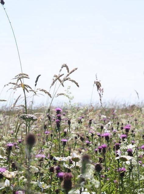 Chalk and Limestone Soils Wildflower Seeds LW2P