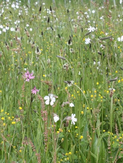 Loam and Alluvial Soils Wildflower Seeds LW4P