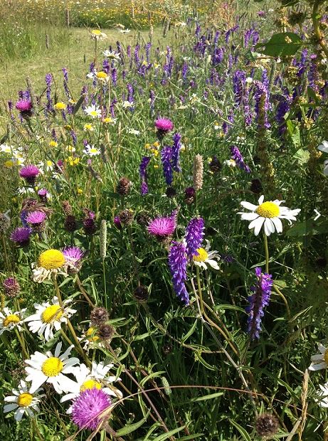 Hedgerow and Light Shade Wildflower Seeds LW7P
