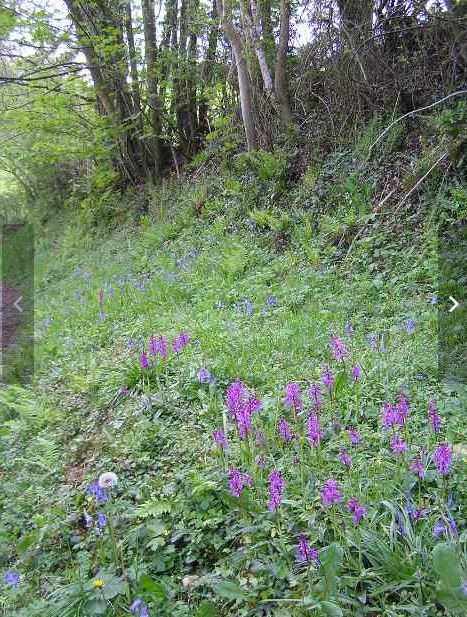 Woodland and Heavy Shade Wildflower Seeds LW8P