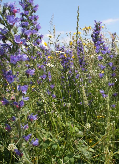 Coastal Areas Wildflower Seeds LW10P