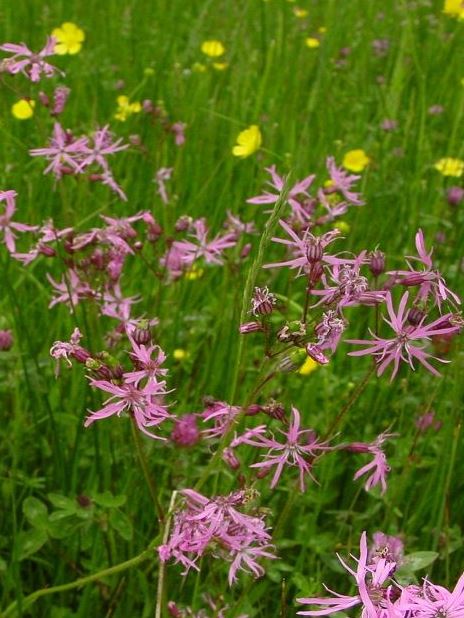 Acidic Soils Wildflower Seeds LW11P