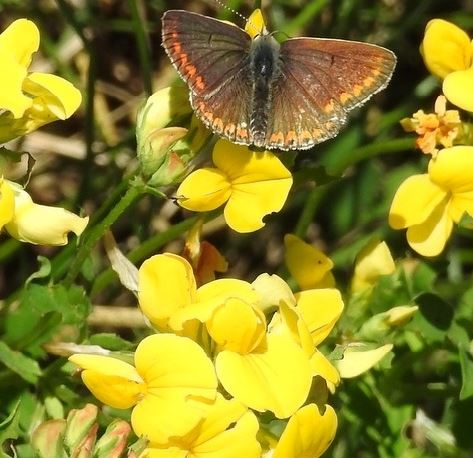 Low Growing Wildflower Seeds LW12P 100%