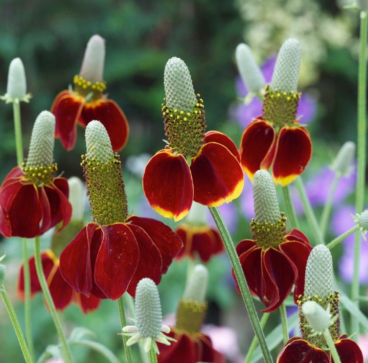 Mexican Hat Plant Seeds - Red Midget