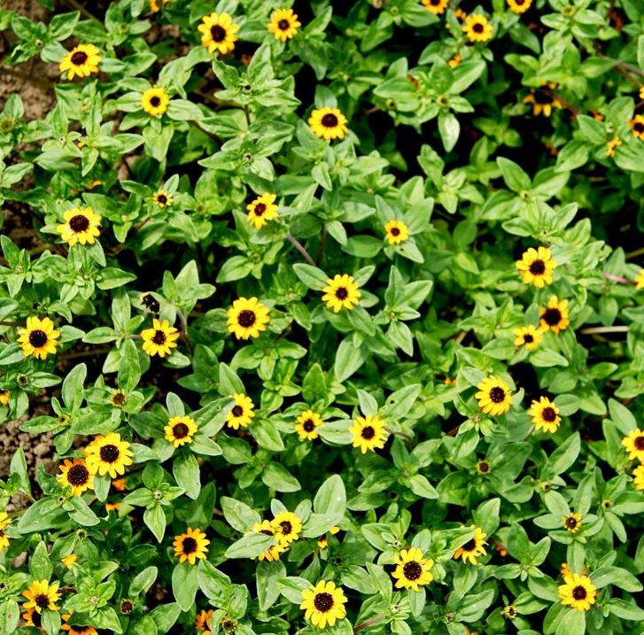 Sanvitalia Seeds - The Hanging Basket Sunflower