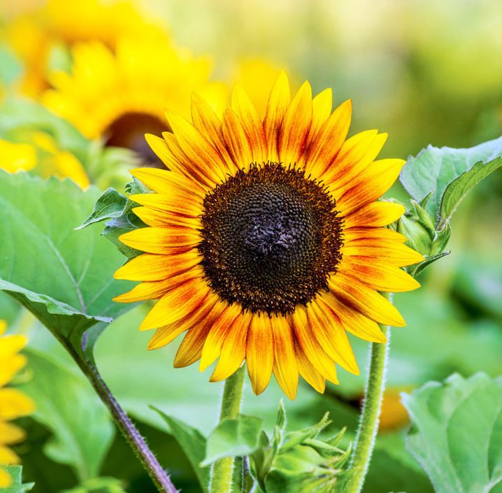 Sunflower Seeds - Tiger Eye F1