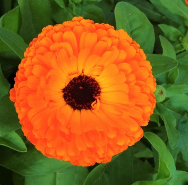 Herb Pot Marigold