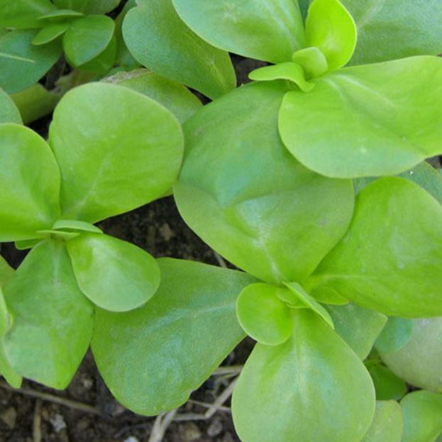 Golden Purslane