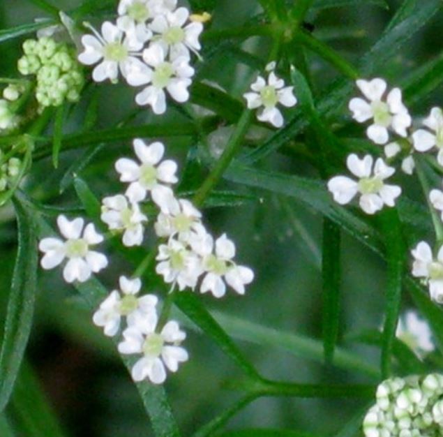 Cumin