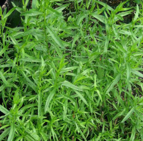 Russian Tarragon