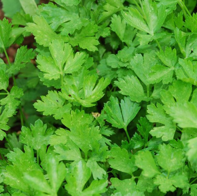 Italian Giant Parsley