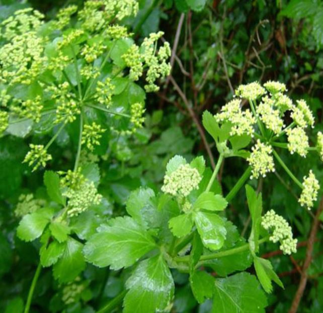 Lovage