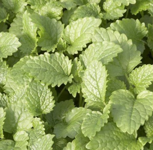 Lemon Balm