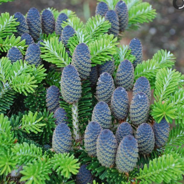 Abies Koreana