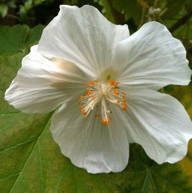 Abutilon Vitifolium Album
