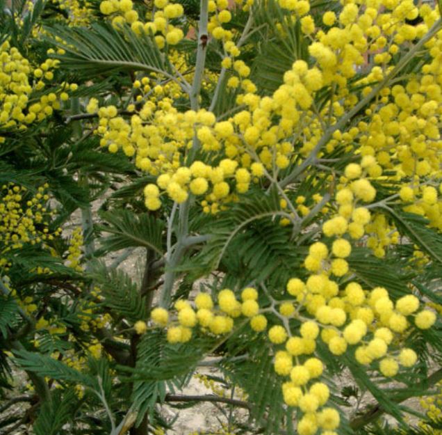 Acacia Dealbata