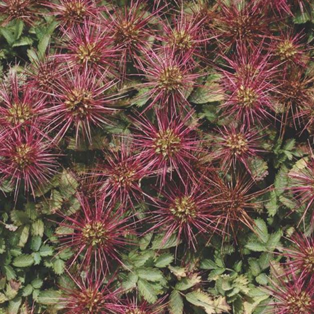 Acaena Caesiglauca
