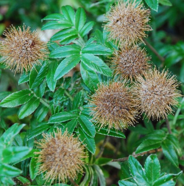 Acaena Fuzzy Heads