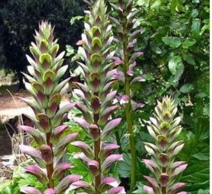 Acanthus Mollis