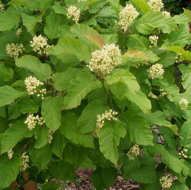 Acer Tataricum