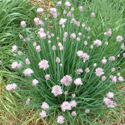 Garlic Chives