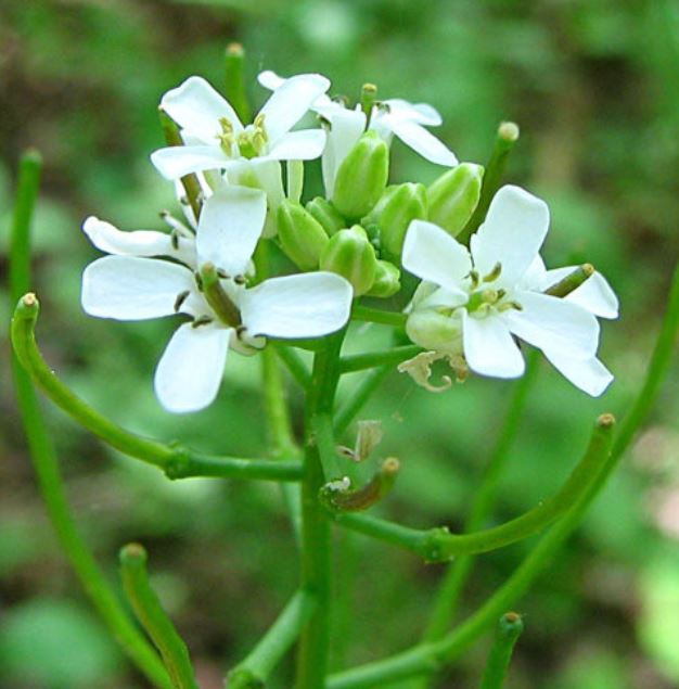 Garlic Mustard