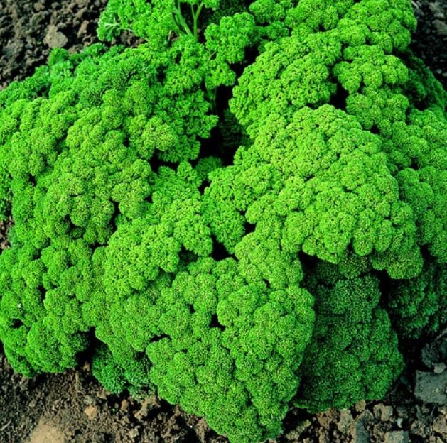 Herb Parsley Champion Moss Curled