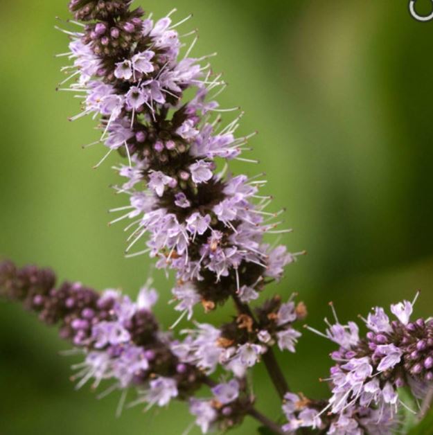 Herb Spearmint