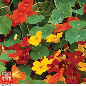 Nasturtium Whirlybird Mixed