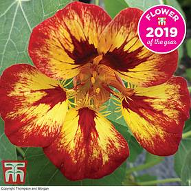 Nasturtium Orchid Flame Seeds