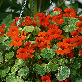 Nasturtium majus Orange Troika