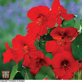 Nasturtium Princess of India