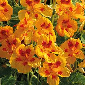 Nasturtium Troika Spotty Dotty
