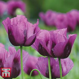 Poppy Hungarian Blue
