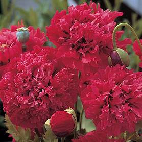 Poppy Red Pom Poms