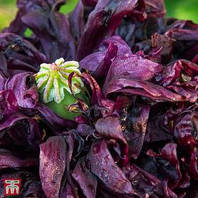 Poppy Black Peony