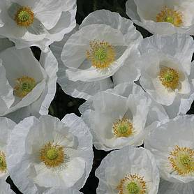 Poppy Bridal White