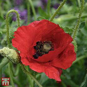 Poppy Brilliant