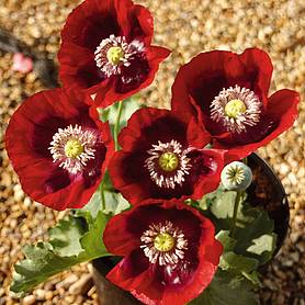 Poppy Cherry Glow