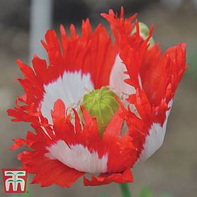 Poppy Danish Flag