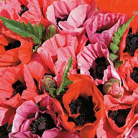 Poppy Fruit Punch