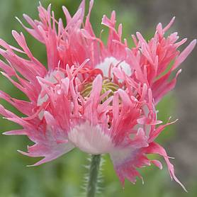 Poppy Pink Fizz