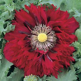 Poppy Seriously Scarlet