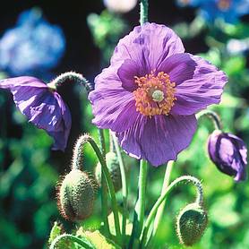 Himalayan Blue Poppy