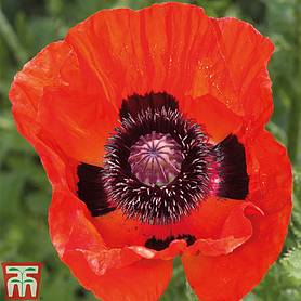Great Scarlet Poppy