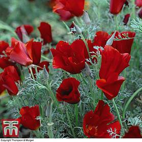 Californian Poppy Red Chief (National Trust)